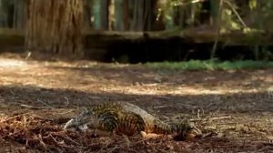 Орнитолест ( Прогулки с динозаврами )