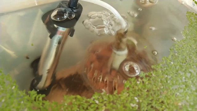 Мини ферма на балконе. Нужно больше аквариумов смотреть онлайн