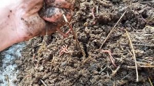 Мини вермиферма. Роль соломы. Наблюдения.