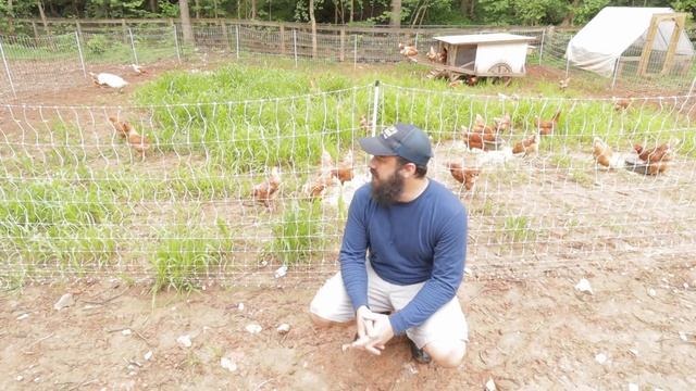 Mobile Chicken Coop & Guard Goose смотреть онлайн