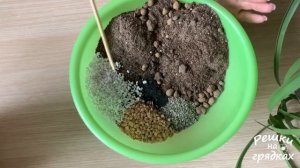 Нолина (бокарнея) или бутылочное дерево Пересадка / Главный секрет ухода