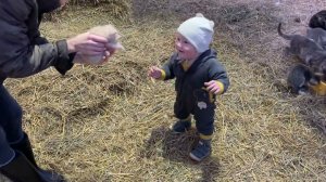 Коты встречают Дашу