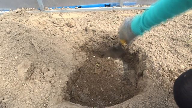 ЧТО Положить В ЛУНКУ ПРИ ПОСАДКЕ ТОМАТОВ? Рассада помидоров резко пошла в рост! смотреть онлайн