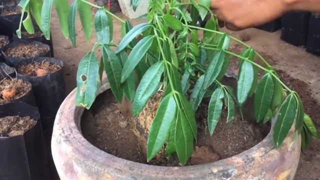 Разновидность цветковых растений, 6 класс, биология. смотреть онлайн