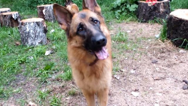 Сама ищи,сама неси..Тяжела жизнь овчарки))) смотреть онлайн