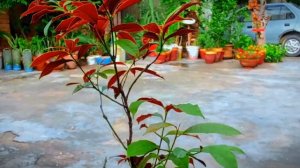 Excoecaria plant info | Laila Majnu | Assocaria plant | Bicolor foliage | Most Beautiful #bicolor