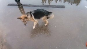 Зимний влог|прогулка с собакой!!! 😁🐕❄️|