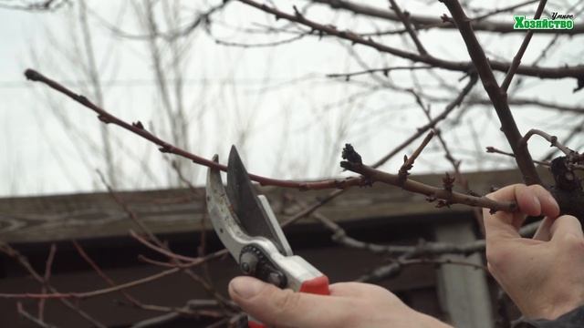 Обрезка персика.