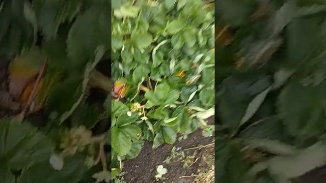 Фенелла клубника - 4 ноября 2018 г. смотреть онлайн