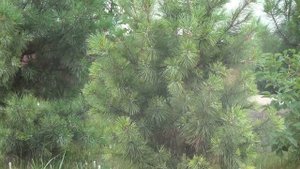 Посадки кедра. Сибирский кедр создает вокруг себя атмосферу покоя и умиротворения.