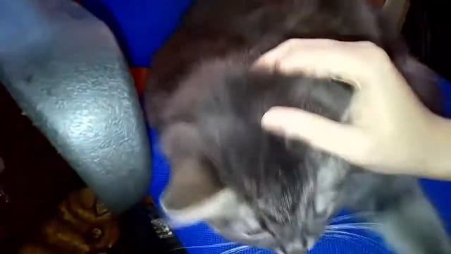 Видео факт про кошек. Почему кошки любят, когда им чешут головы. Язык кошек.