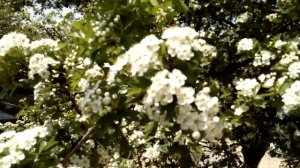 Боярышник - отличный медонос