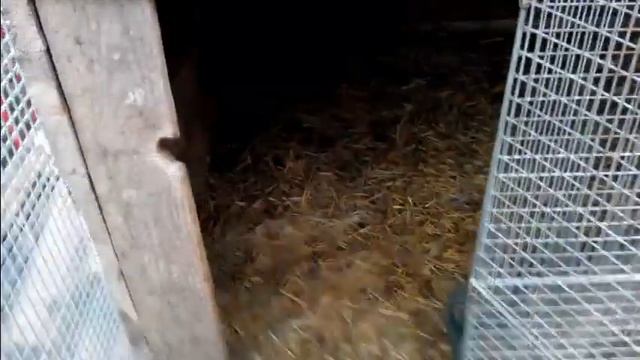 Контрольная случка кроликов||Гуси прилетели. смотреть онлайн