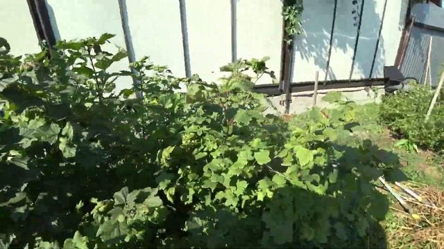 Тонкости обрезки красной смородины