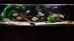 Geophagus sveni, altifrons rio tocantis