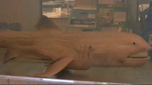 САМЫЕ РЕДКИЕ РЫБЫ В ОКЕАНЕ !!!