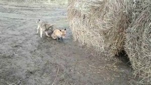 Собаки загуляли с больной лисой