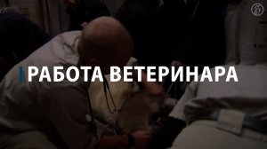 Работа ветеринара
