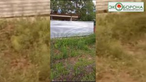 Водоем рядом со станцией Радищево гибнет