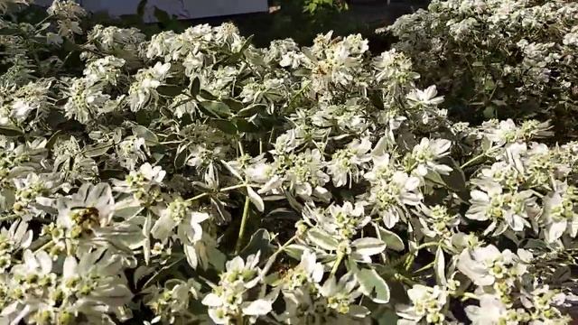 Цвет молочай окаймленный смотреть онлайн