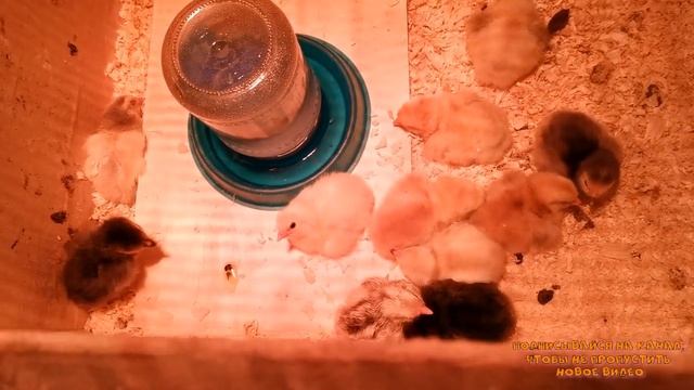 Курица наседка вывела цыплят-наши пионеры// "Мое Подворье"