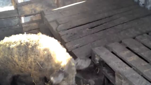 Венгерская мангалица. Первая зимовка свиней.