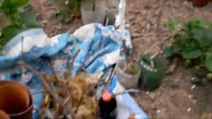 Прививка Зизифуса. Сорт "Десертный".