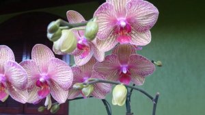 (116) Phalaenopsis Baldan's Kaleidoscope 'Golden Treasure'