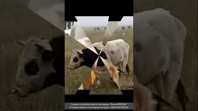 #Жизнь в деревне /ЛПХ 2 часть смотреть онлайн