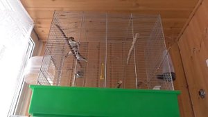 Мои клетки для содержания птиц