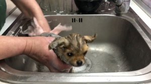 Как мыть шпица дома