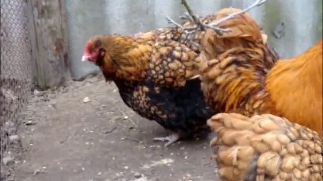 Орпингтон золотистый. Куры.