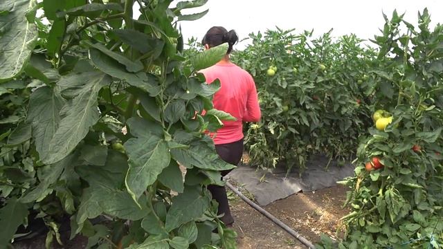 Розовый томат в теплице Романа Воробьёва с технологиями от Творницы смотреть онлайн