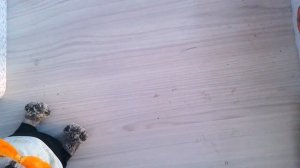 Что взять в поездку БАСИКУ