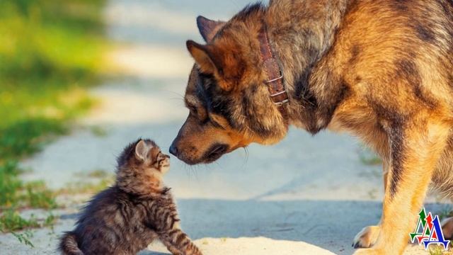 Собака решила больше никогда не спасать котят. С нее хватит и одного смотреть онлайн