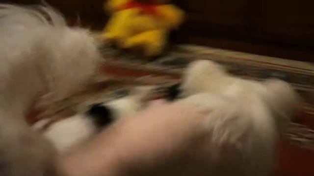 уши+КХС 002.avi смотреть онлайн