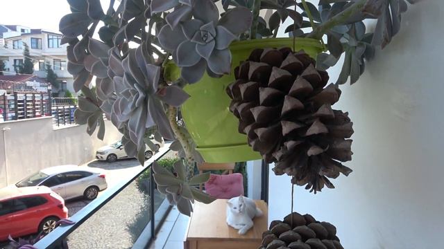 Cat talking with meowing 😻 White Cat Chattering at Bird! смотреть онлайн