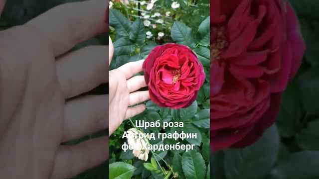 Роза шраб Астрид граффин фон Харденберг.