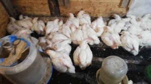 Топ 5 ошибок при выращивании бройлеров