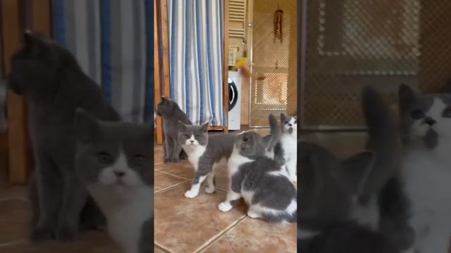 Британские котята в возрасте 2,5 месяца (Litter-C3)