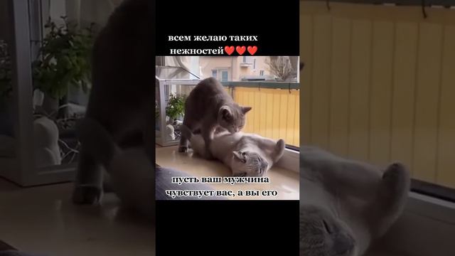 Кошачьи нежности #котики #недность #ласки