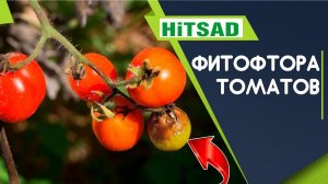 Как вылечить фитофтору на томатах 100% способ ✔️ Спасаем помидоры от фитофтороза