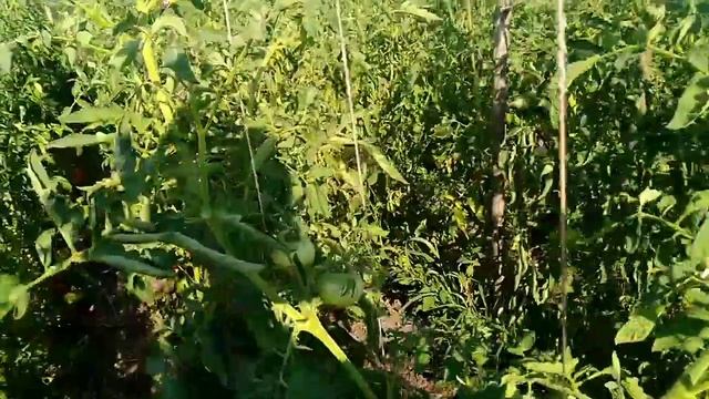 10 тыс. кустов томатов в открытом грунте на двух метровой шпалере смотреть онлайн