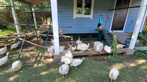 Ура, снова гулять!!!