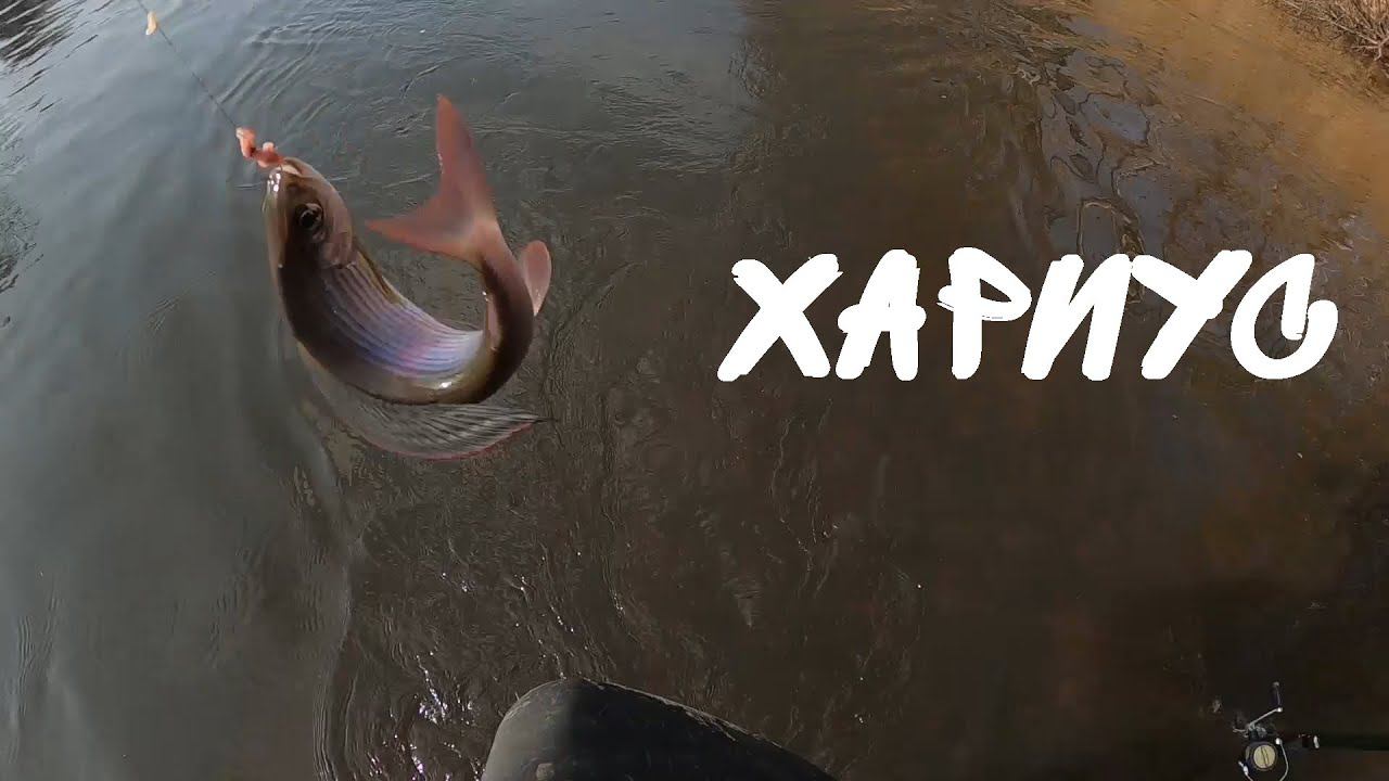 Рыбалка на хариуса осенью. Ловля хариуса на червя. Рыбалка на горной реке.