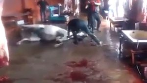 Slaughtering of horse in Slaughter house