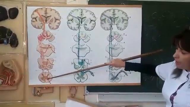 НИСХОДЯЩИЕ ПРОЕКЦИОННЫЕ ПУТИ: ПИРАМИДНЫЕ (КОРТИКО-СПИННОМОЗГОВЫЕ И КОРТИКО-ЯДЕРНЫЙ)