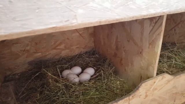 Лучшие куры несушки - Яйценоскость кур породы леггорны