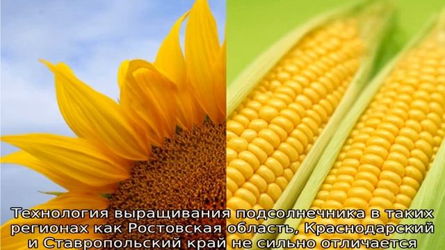 Как вырастить подсолнух