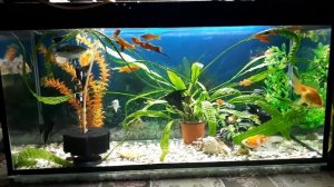 Золотые рыбки вместе с другими обитателями в аквариуме